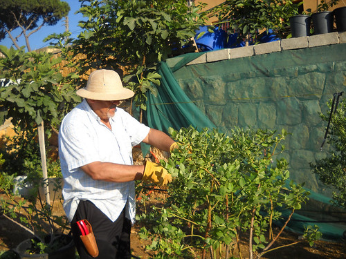 Talal Blueberry pruning a Jun 23, 2014
