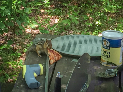 A particularly bold chipmunk goes in for the leftover pizza. • <a style="font-size:0.8em;" href="http://www.flickr.com/photos/96277117@N00/28372648055/" target="_blank">View on Flickr</a>