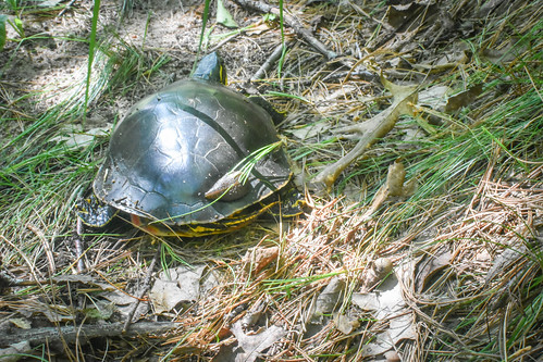 Turtle with leech. • <a style="font-size:0.8em;" href="http://www.flickr.com/photos/96277117@N00/28538179295/" target="_blank">View on Flickr</a>