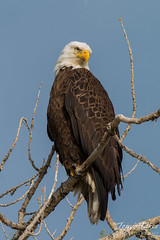 A very regal Bald Eagle