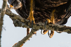 Close up of Bald Eagle's talons