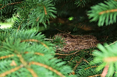 Anglų lietuvių žodynas. Žodis bird's nest fern reiškia paukščio lizdą paparčio lietuviškai.