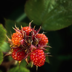 RubusPhoenicolasius01