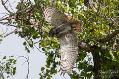Adult Great Horned Owl in flight