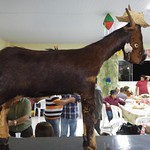 Festa Julina 2016 - A:.R:.L:.S:. União e Silêncio Nº1582