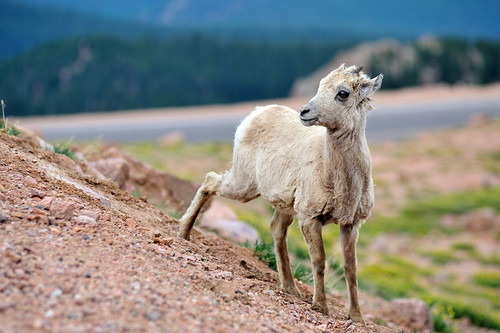 Colorado Big Horn Sheep