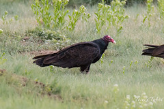 Turkey Vultures in the grass