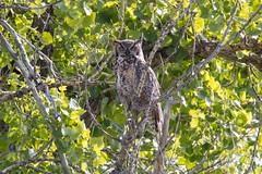 Adult Great Horned Owl keeps watch
