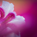 Dans la fleur, une fleur • <a style="font-size:0.8em;" href="http://www.flickr.com/photos/53131727@N04/18378113869/" target="_blank">View on Flickr</a>